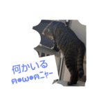 もか日常 ⑬（個別スタンプ：30）