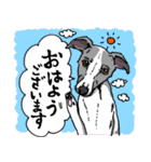 犬大集合！毎日使えるスタンプ（個別スタンプ：1）