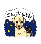 犬大集合！毎日使えるスタンプ（個別スタンプ：3）