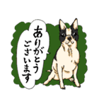 犬大集合！毎日使えるスタンプ（個別スタンプ：5）