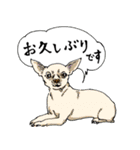 犬大集合！毎日使えるスタンプ（個別スタンプ：21）