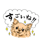 犬大集合！毎日使えるスタンプ（個別スタンプ：28）