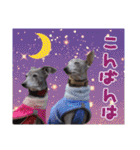 イタグレ瑠璃の日常茶飯事スタンプ（個別スタンプ：6）