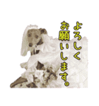 イタグレ瑠璃の日常茶飯事スタンプ（個別スタンプ：13）