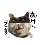 それゆけオスウシ君4（個別スタンプ：14）