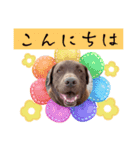 チョコラブのトキ（個別スタンプ：2）