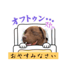 チョコラブのトキ（個別スタンプ：6）
