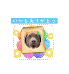 チョコラブのトキ（個別スタンプ：10）