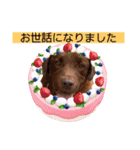 チョコラブのトキ（個別スタンプ：11）