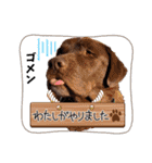 チョコラブのトキ（個別スタンプ：15）
