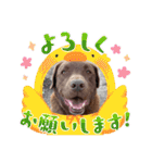 チョコラブのトキ（個別スタンプ：21）
