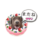 チョコラブのトキ（個別スタンプ：22）