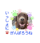 チョコラブのトキ（個別スタンプ：26）