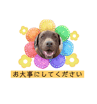 チョコラブのトキ（個別スタンプ：27）