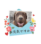 チョコラブのトキ（個別スタンプ：30）