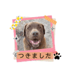 チョコラブのトキ（個別スタンプ：31）