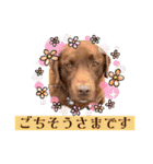 チョコラブのトキ（個別スタンプ：35）