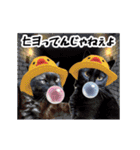 動く黒猫ハルくんとロビン3（個別スタンプ：19）