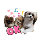 ポメラニアンfamily U・x・U（個別スタンプ：3）