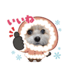 ポメラニアンfamily U・x・U（個別スタンプ：7）