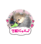 ポメラニアンfamily U・x・U（個別スタンプ：10）