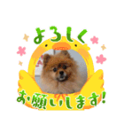 ポメラニアンfamily U・x・U（個別スタンプ：14）