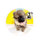 ポメラニアンfamily U・x・U（個別スタンプ：15）