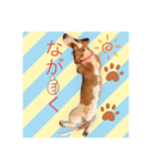 ボンゴのスタンプ（バセットハウンド）（個別スタンプ：7）