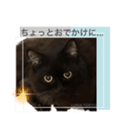 黒猫 ルナ院長65にゃんめ（個別スタンプ：3）