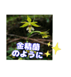 牧野公園の山野草Wild flowers ＆ Greetings（個別スタンプ：2）