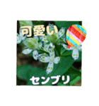 牧野公園の山野草Wild flowers ＆ Greetings（個別スタンプ：4）