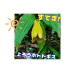 牧野公園の山野草Wild flowers ＆ Greetings（個別スタンプ：6）