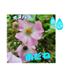 牧野公園の山野草Wild flowers ＆ Greetings（個別スタンプ：9）