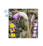 牧野公園の山野草Wild flowers ＆ Greetings（個別スタンプ：10）