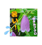 牧野公園の山野草Wild flowers ＆ Greetings（個別スタンプ：11）