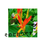 牧野公園の山野草Wild flowers ＆ Greetings（個別スタンプ：12）