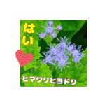 牧野公園の山野草Wild flowers ＆ Greetings（個別スタンプ：13）