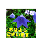 牧野公園の山野草Wild flowers ＆ Greetings（個別スタンプ：15）