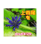 牧野公園の山野草Wild flowers ＆ Greetings（個別スタンプ：16）