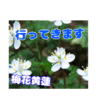 牧野公園の山野草Wild flowers ＆ Greetings（個別スタンプ：18）