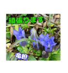 牧野公園の山野草Wild flowers ＆ Greetings（個別スタンプ：19）