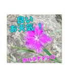 牧野公園の山野草Wild flowers ＆ Greetings（個別スタンプ：21）