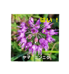 牧野公園の山野草Wild flowers ＆ Greetings（個別スタンプ：25）