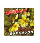 牧野公園の山野草Wild flowers ＆ Greetings（個別スタンプ：26）