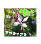 牧野公園の山野草Wild flowers ＆ Greetings（個別スタンプ：27）