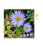 牧野公園の山野草Wild flowers ＆ Greetings（個別スタンプ：29）