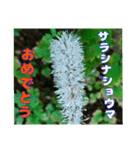 牧野公園の山野草Wild flowers ＆ Greetings（個別スタンプ：31）