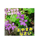 牧野公園の山野草Wild flowers ＆ Greetings（個別スタンプ：32）