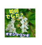 牧野公園の山野草Wild flowers ＆ Greetings（個別スタンプ：34）