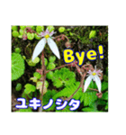 牧野公園の山野草Wild flowers ＆ Greetings（個別スタンプ：35）